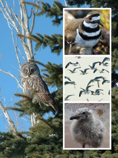 Go Birding - Free Things to do on the North Shore