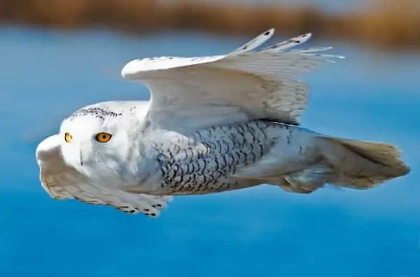 Snow owl in flight.