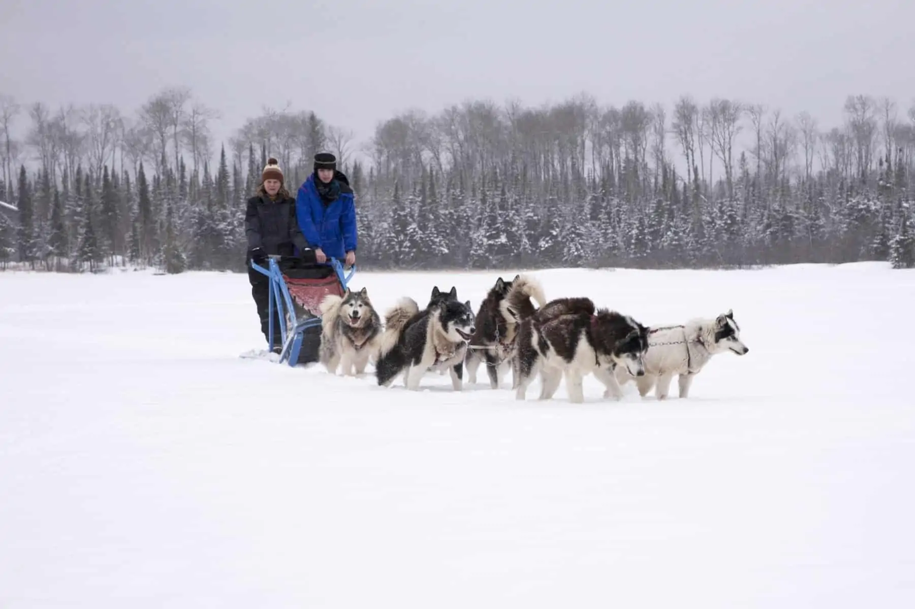 Beargrease Sled Dog Marathon