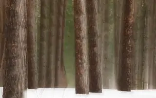 Foggy boreal forest