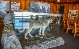 Stuffed Dire Wolf on display.