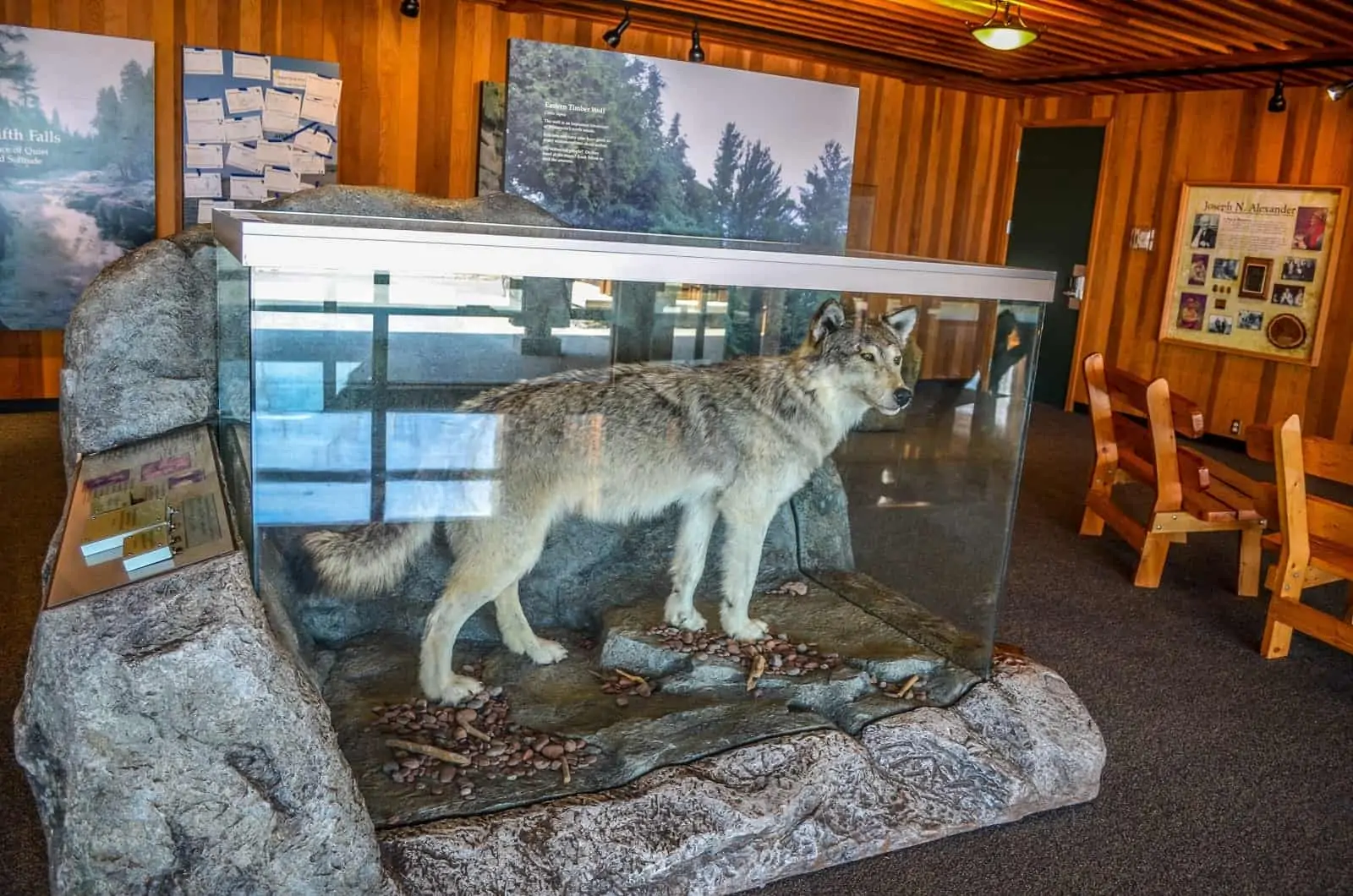 Stuffed Dire Wolf on display.