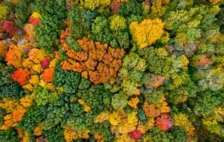Aerial view of Upper Manitou Forest.
