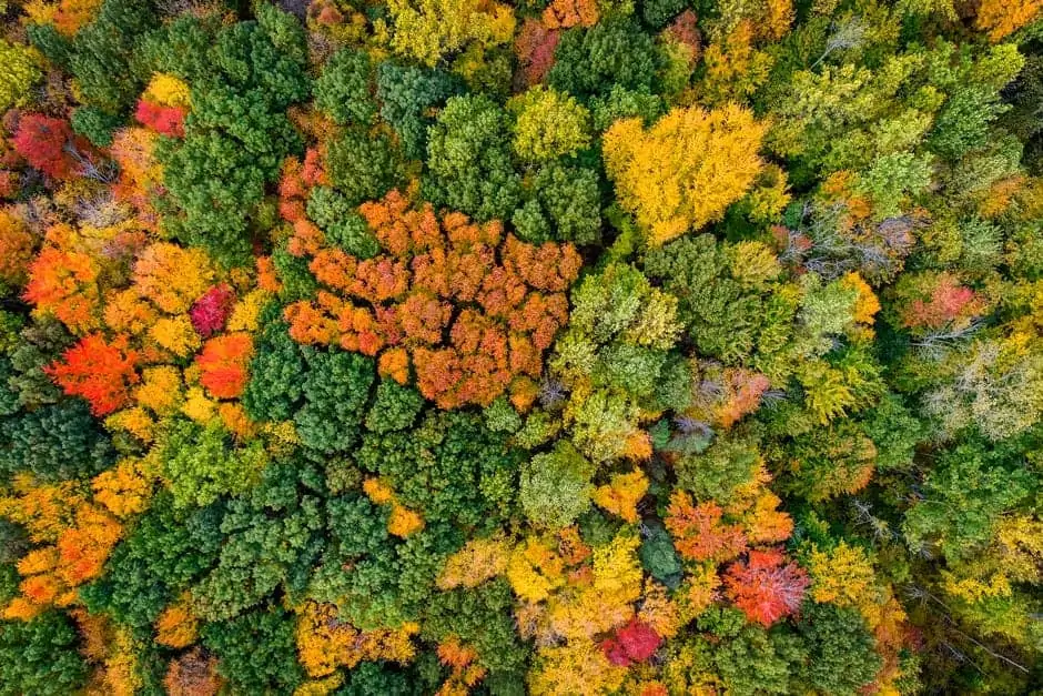 Aerial view of Upper Manitou Forest.