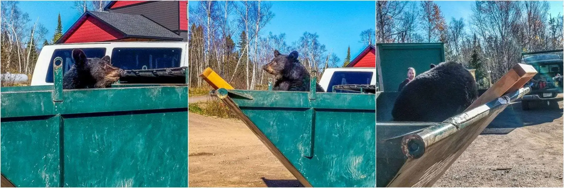 Bear Rescue