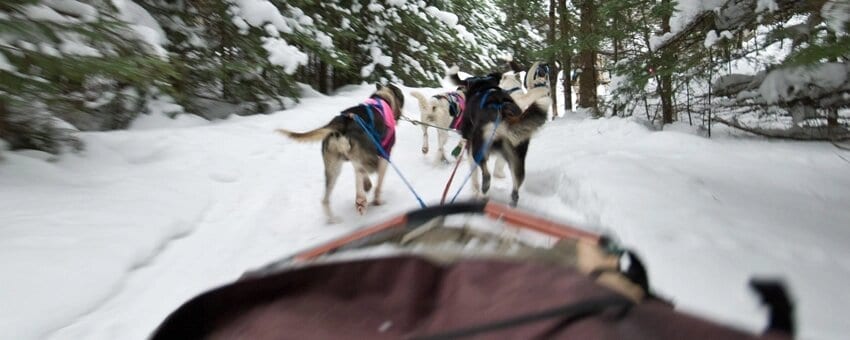 Beargrease Sled Dog Marathon