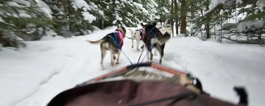 Beargrease Sled Dog Marathon