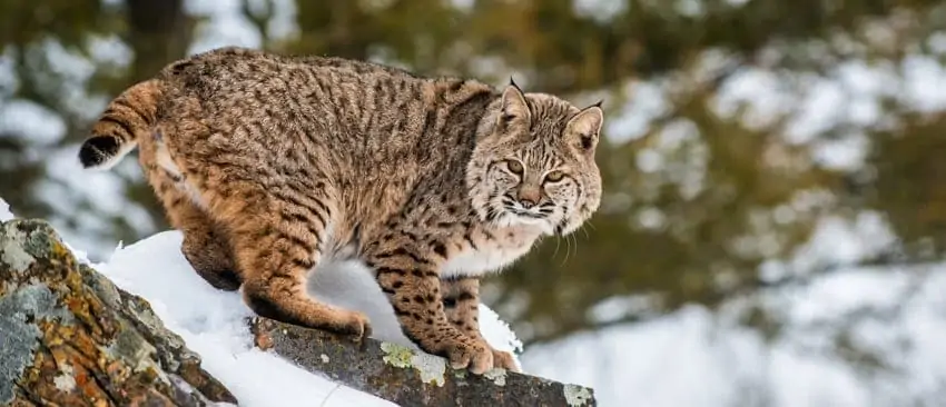 Bobcats
