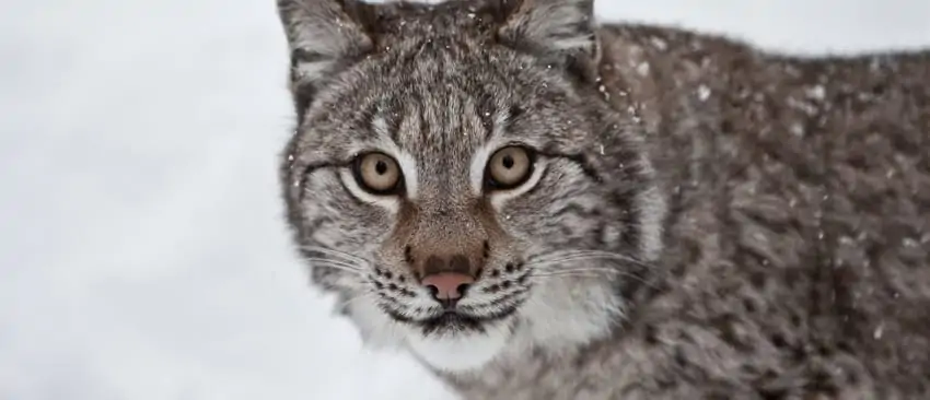 Canada Lynx