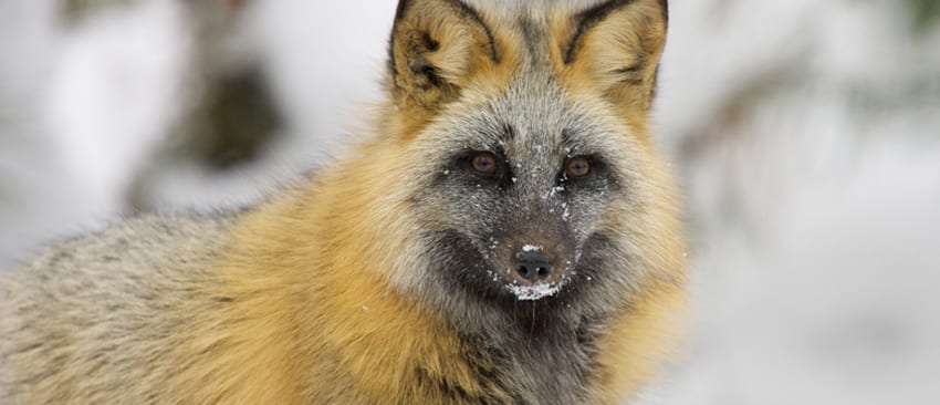 Cross Fox | North Shore Animals - Cascade Vacation Rentals Cross Fox | North Shore Animals - Cascade Vacation Rentals