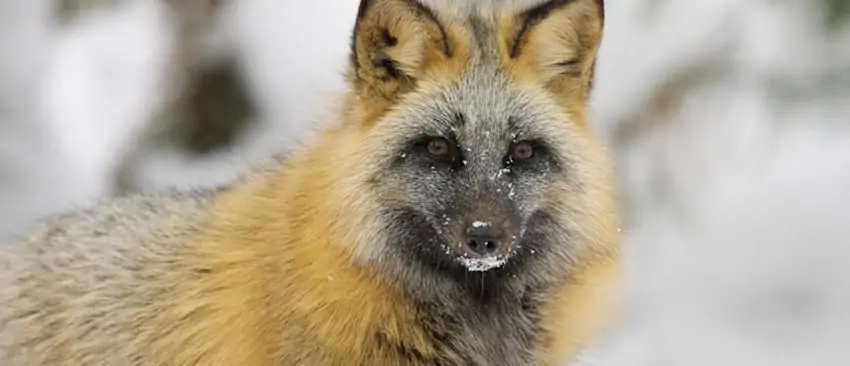 Cross Fox