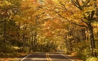 Forest highway in autumn.