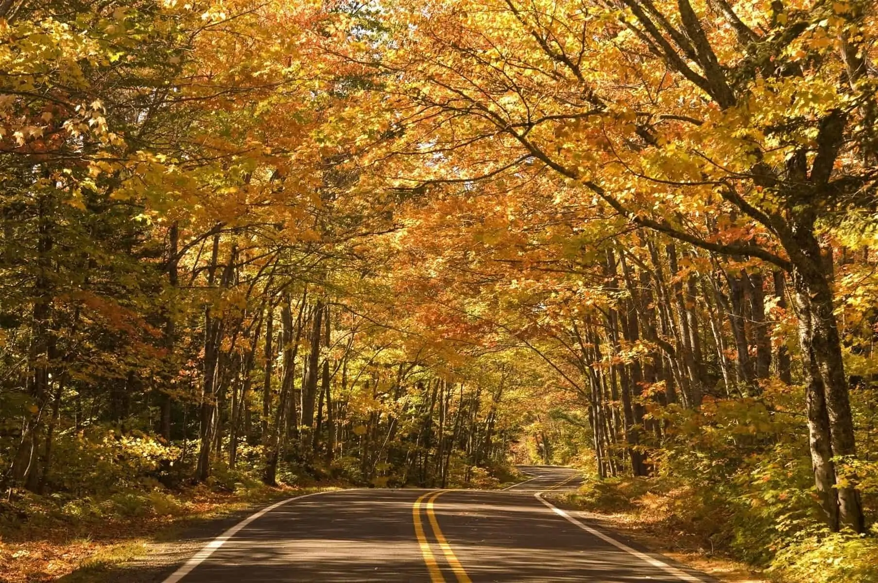Forest highway in autumn.