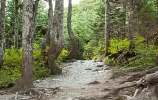 Old-Growth Forests