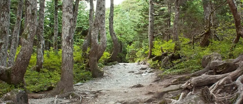 Old-Growth Forests