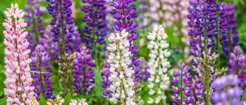 Lupine