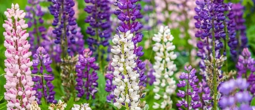 Lupine