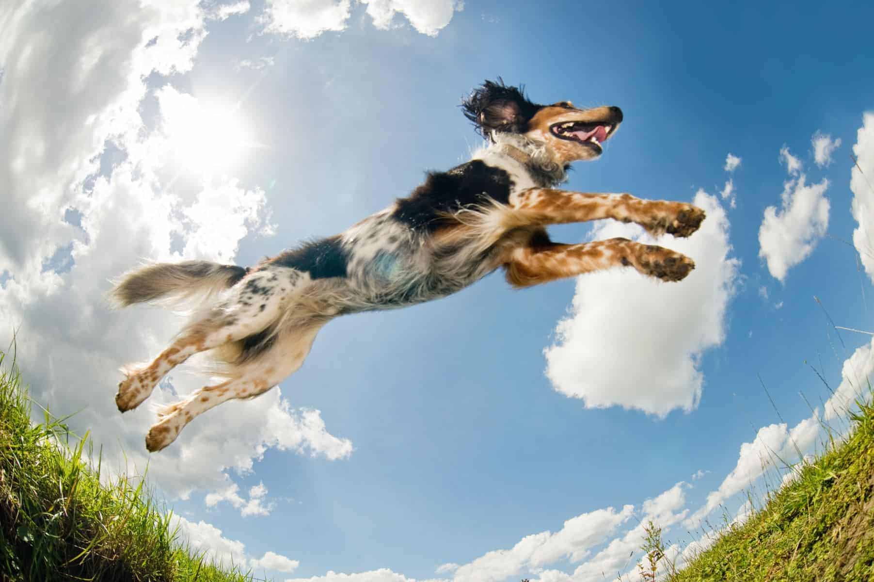 Dog-Friendly Cabins North Shore MN: Ultimate Canine Getaway Guide