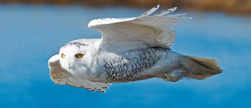 Snowy Owls