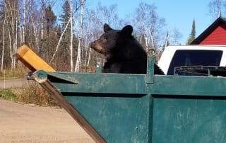 Bear in a dumpster.