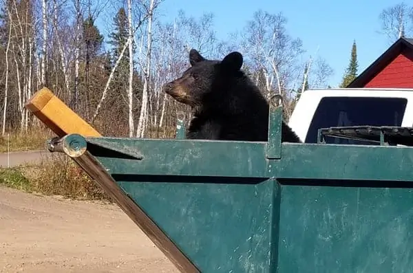 Bear in a dumpster.