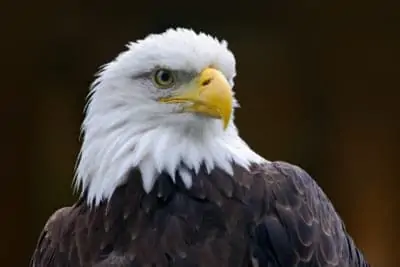 Webcams: Your Connection to Nature