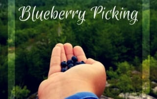 Person holding blueberries in hands. Text: Blueberry Picking.