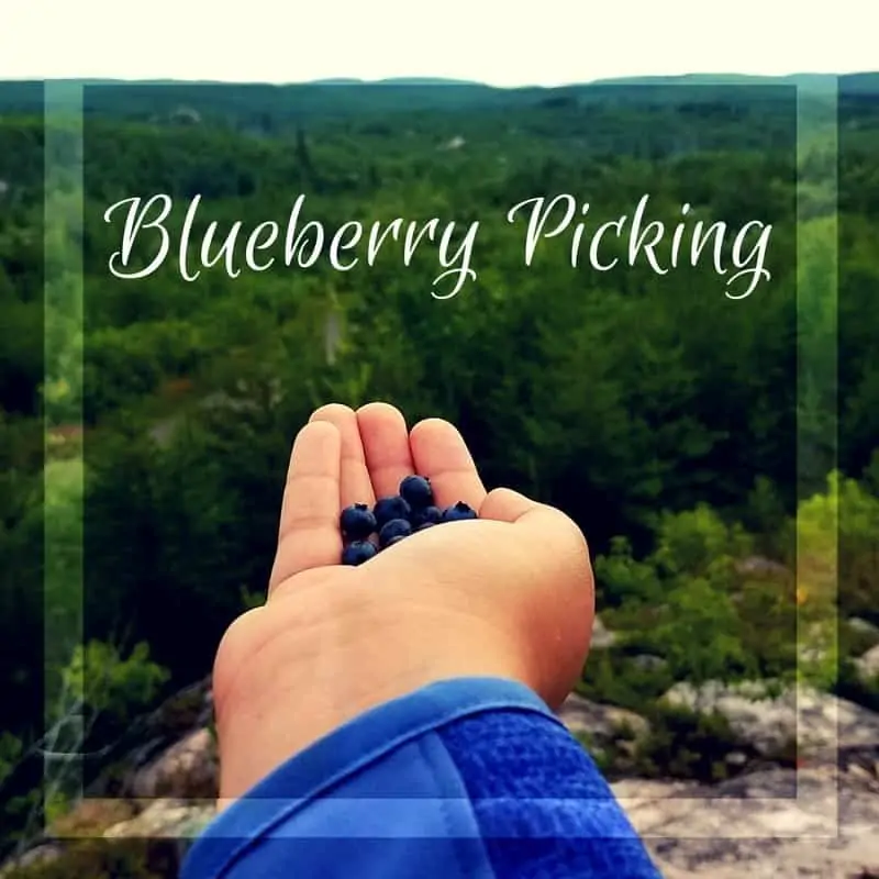 Person holding blueberries in hands. Text: Blueberry Picking.