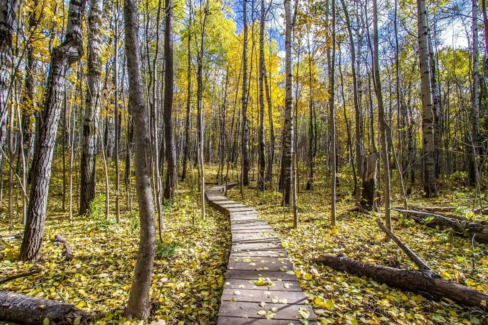 Wooden forest path to Ely Tunnel