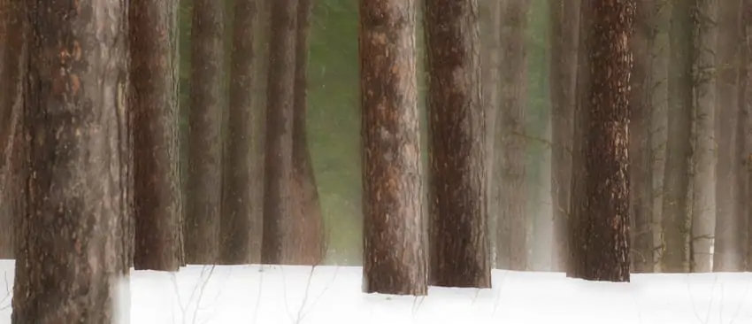 George Washington Pines 