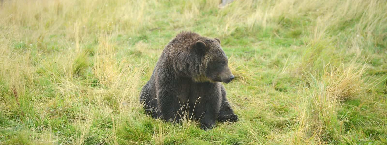 Black bear sitting in grass.