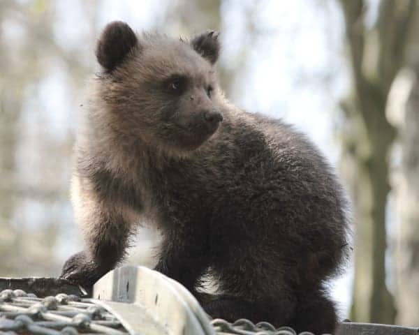 Baby black bear.