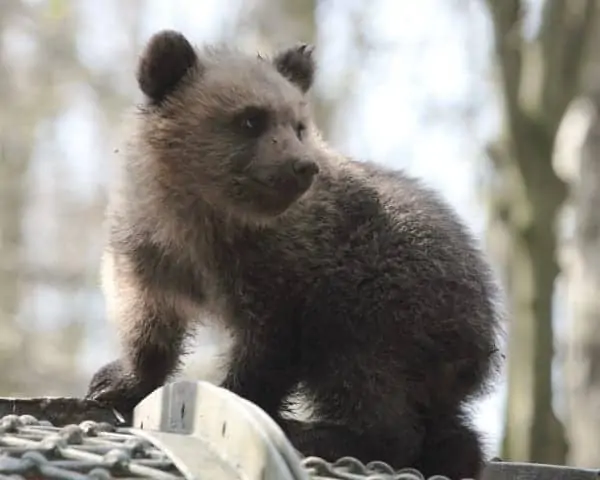 Baby black bear.
