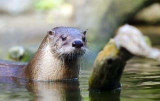 River Otter in the water