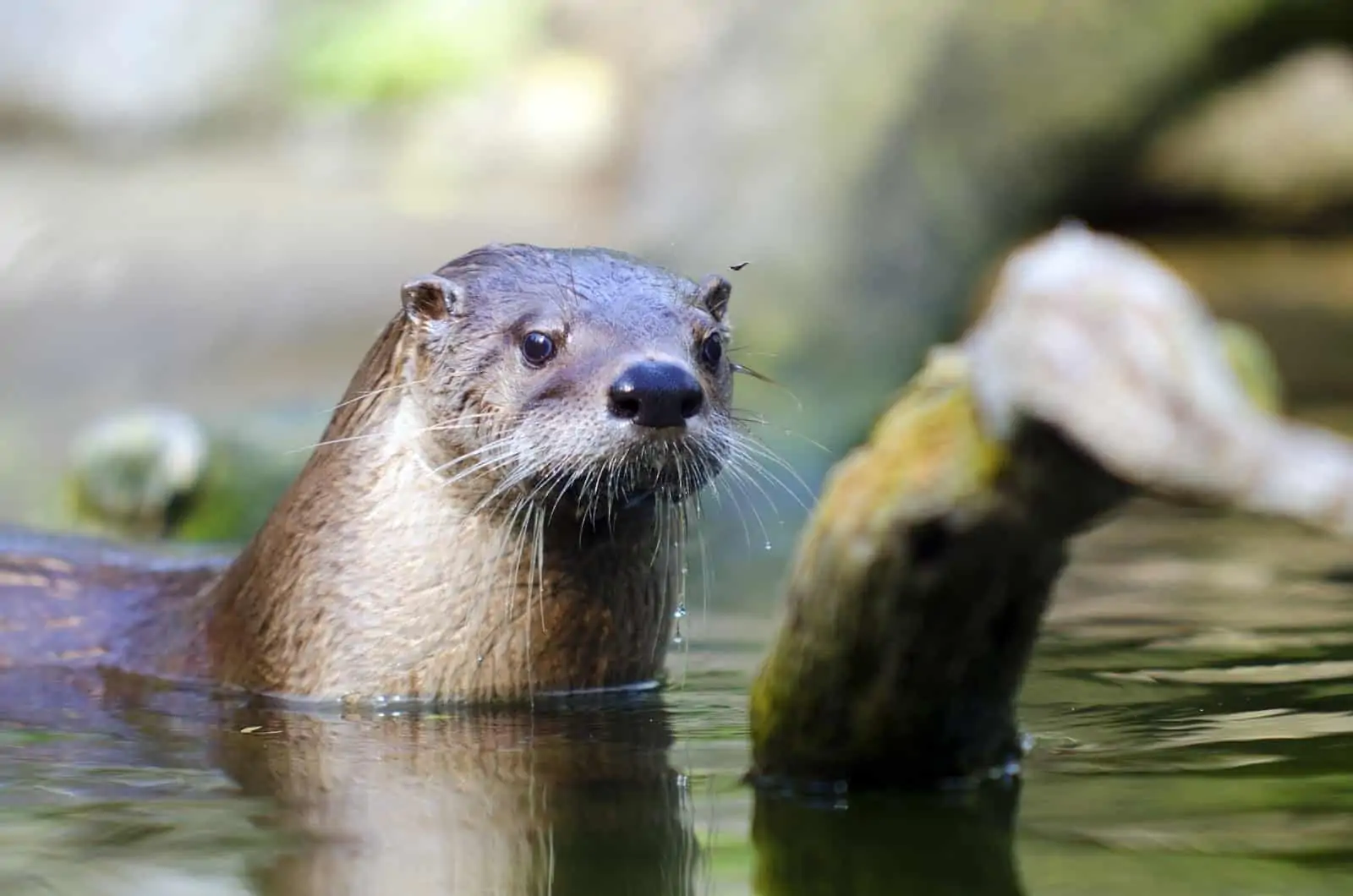 River Otter in the water