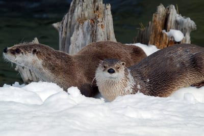 River Otter