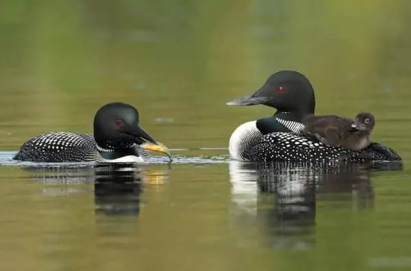 Loons with a duckling.