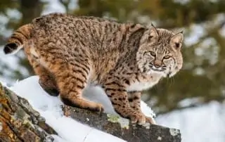 Bobcat in the snow.