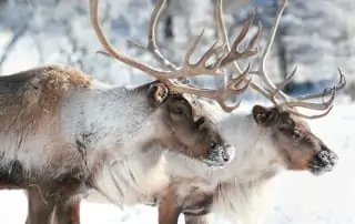 Caribou in the snow.