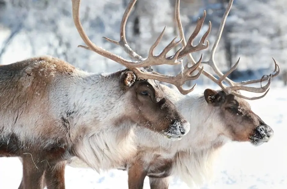 Caribou in the snow.