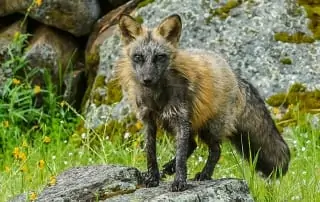 Cross fox close up.