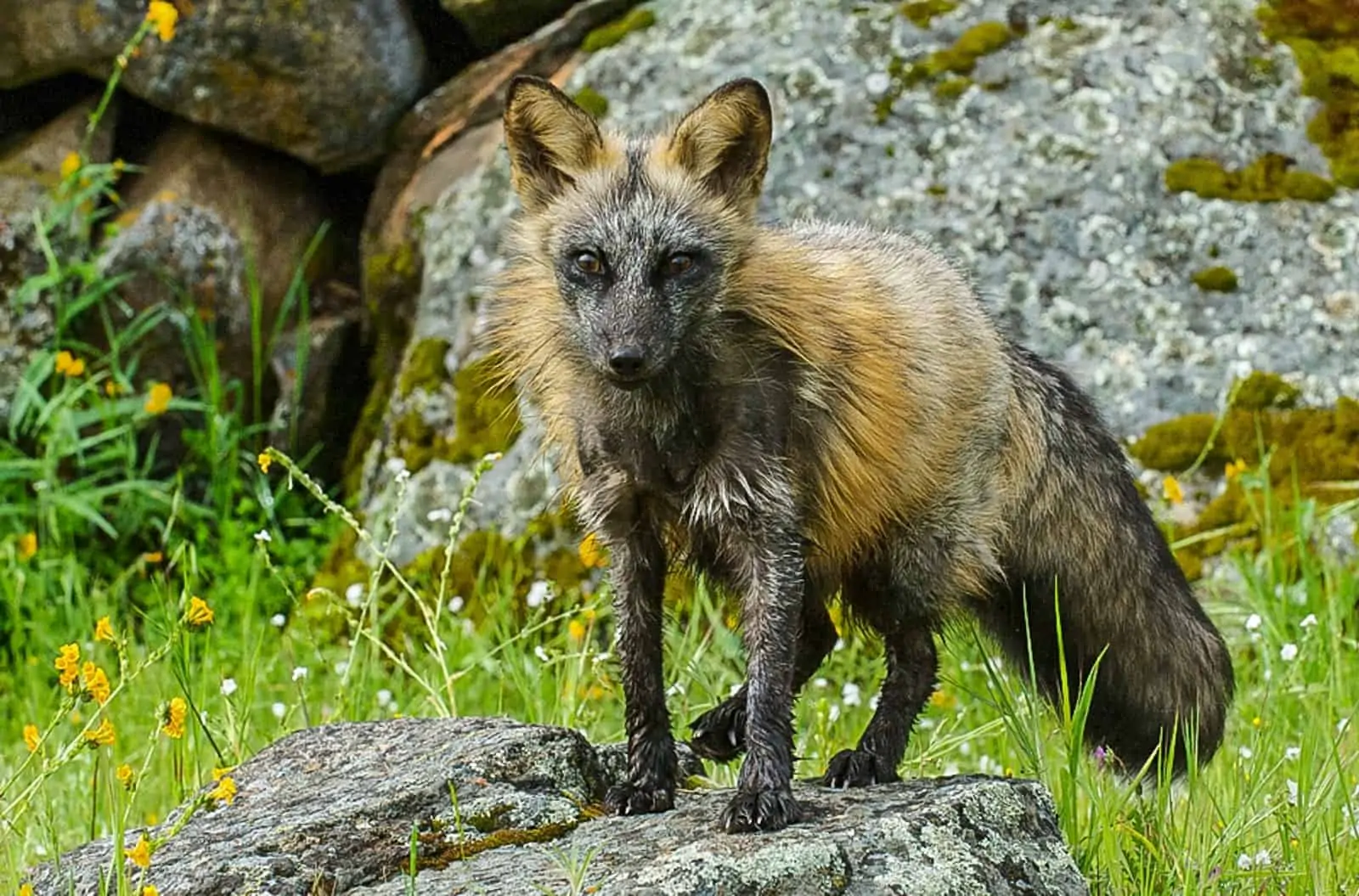 Cross fox close up.