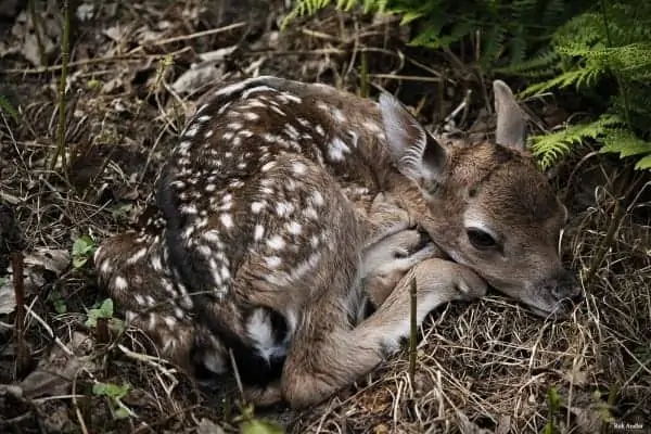 whitetail deer fawn