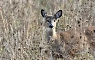 Deer in a field.