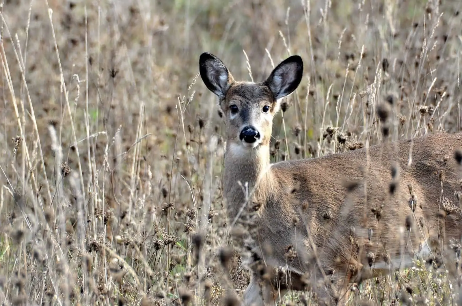 Deer in a field.