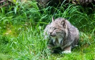 Eurasian lynx rests in grass.