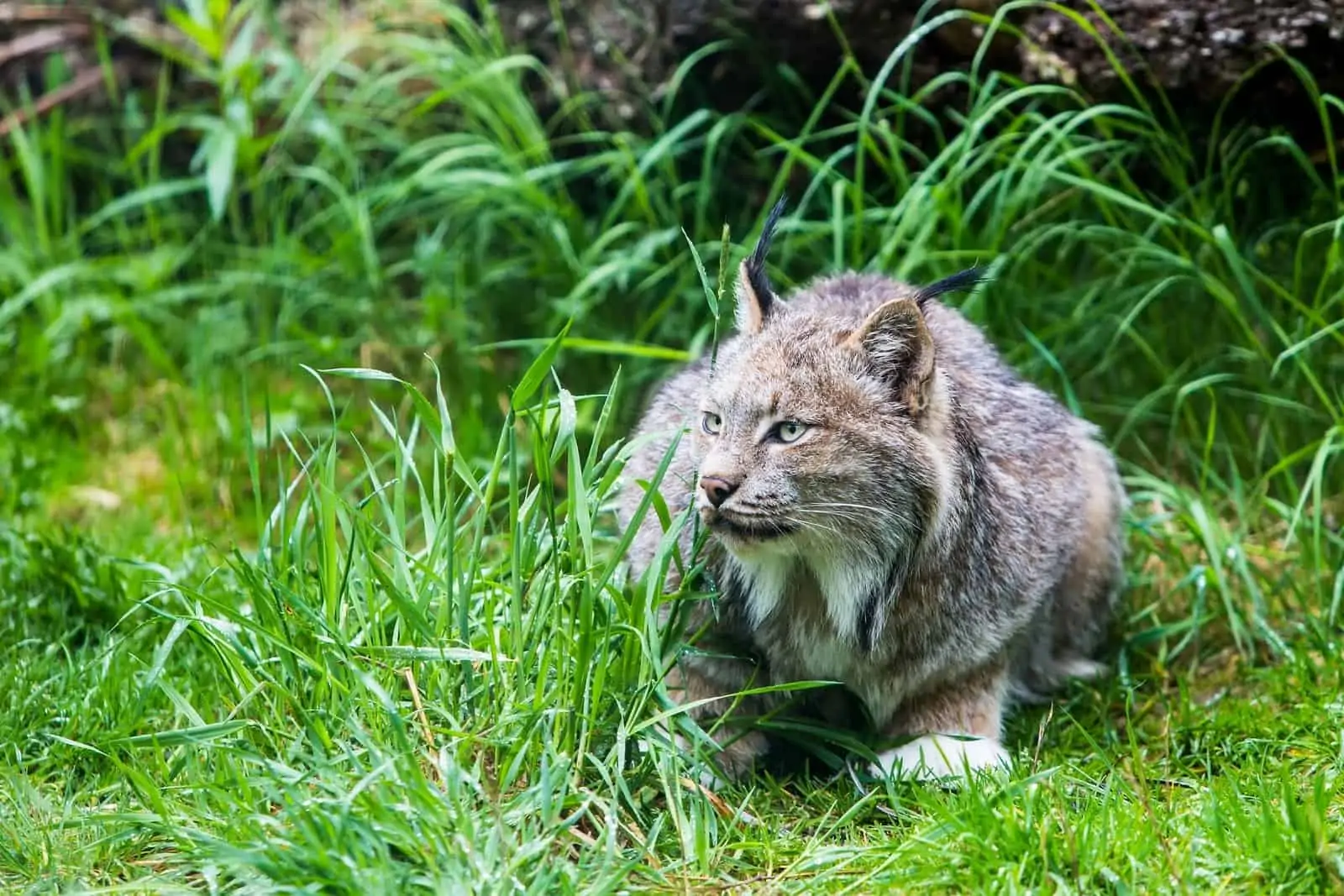 Eurasian lynx rests in grass.