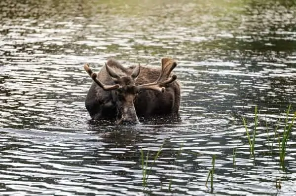brown moose in water close-up
