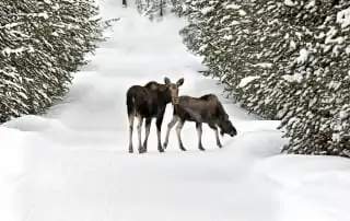 Moose and Calf wander down a snow covered logging trail