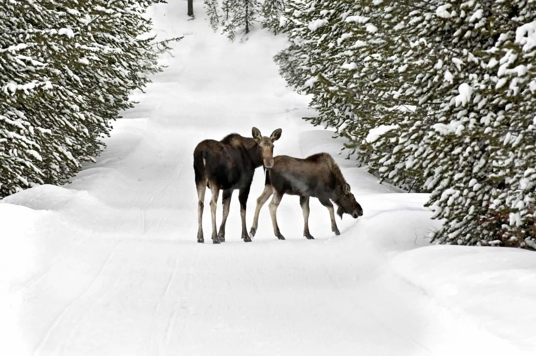 Moose and Calf wander down a snow covered logging trail